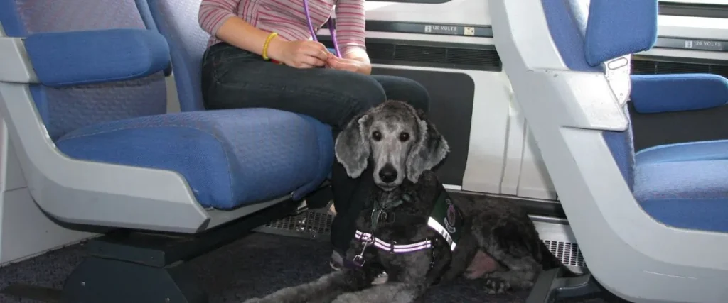 Service Animal on Amtrak